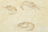 Four Cretaceous Fossil Shrimp - Hjoula, Lebanon #201359-3